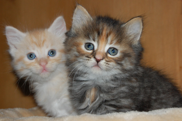 Pan und Physalis.jpg